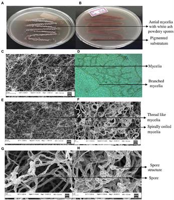 Antiproliferative activity of antimicrobial peptides and bioactive compounds from the mangrove Glutamicibacter mysorens